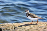 Tournepierre  collier / Ruddy Turnstone