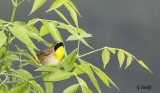 Paruline masqu / Common Yellowthroat 