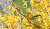 Paruline  calotte noir / Wilsons Warbler