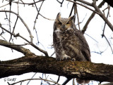 Grand-Duc DAmrique / Great Horned Owl 