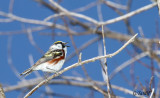 Paruline  flancs marron / Chesnut-sided Warbler