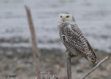 Harfang des Neiges / Snowy Owl