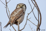 Chouette pervire / Northern Hawk Owl 