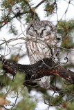 Nyctale de tengmalm / Boreal Owl