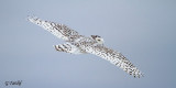 Harfang des neiges / Snowy Owl