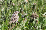 Bruant des plaines / Clay-colored Sparrow