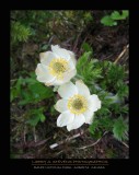 Flowers - Banff NP (Canada)