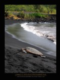 BIG ISLAND - Turtle @ Black Sand Beach