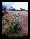 CANYON de CHELLY NM - Backlight Cactus