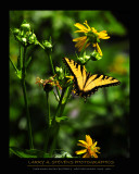 Butterfly - Tiger Swallowtail 1
