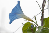 misty morning Morning Glory