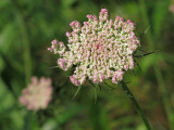 Queen Annes Lace