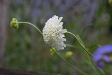 scabiosa