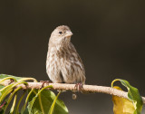 House Finch 12