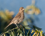 Female Finch 81