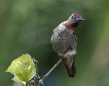 Annas Hummingbird 36
