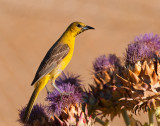 Female Hooded Oriole 90