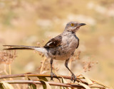 Northern Mockingbird 450