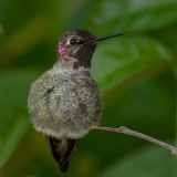 Annas Hummingbird 793