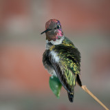 Annas Hummingbird 3