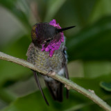 Annas Hummingbird 38