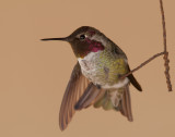 Annas Hummingbird 31