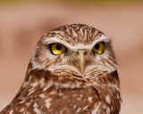 Owl-174