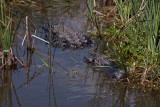 Marsh Gator (138)