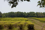 Charleston Tea Plantation (77)