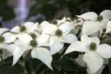 Backyard Dogwood (31)