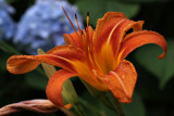 Day Lilly & Hydrangea