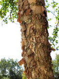 Birch Bark (50)