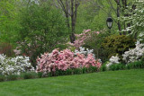 The Fairmount Park Azalea Garden (59)