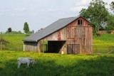Old Mini Red Barn & Goat