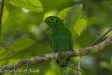 Green Broadbill