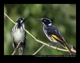 birds