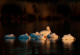 White Pelicans