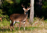 White-tailed Buck