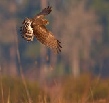 Northern Harrier