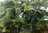 Waringin Tree