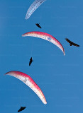 parapente 33386w.jpg