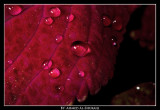 Reddish Drops