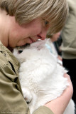 Turkish Van