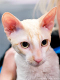 5/4 Red mackerel tabby bicolour tonkanese Cornish Rex cat