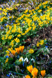 Early springflowers in Janssons garden