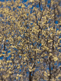Goat Willow in 3D, Lensbaby