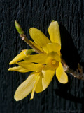 Forsythia and black picket fence