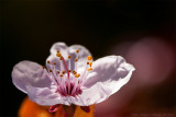 Heles Spidola, Cherry Plum,  in bloom