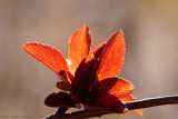Backlit Spidola leaves