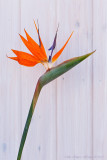 Strelitzia, Crane Flower or Bird of Paradise         